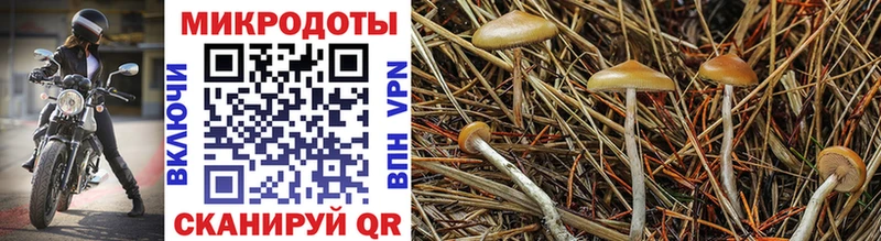 Галлюциногенные грибы Cubensis Лосино-Петровский